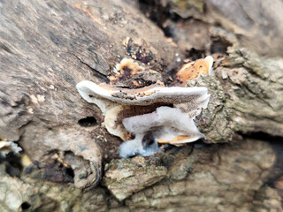 Mushrooms on dry wood, Shaped like half a plate. Wood fungus or ear fungus. Polyporus Trametes...