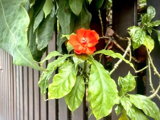 Orange wild roses emerge from the fence gate.