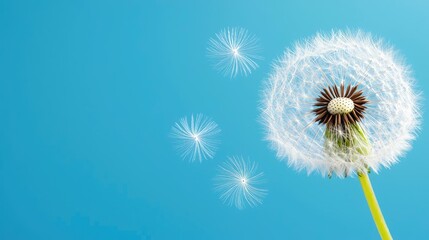 Obraz premium Dandelion seeds blowing in wind, blue background, nature, springtime, website banner