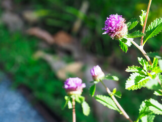 Small purple flowers in a beautiful and shady forest garden give a sense of peace and comfort.   
