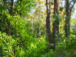Small pine needles in forest park close up for nature and environment background.