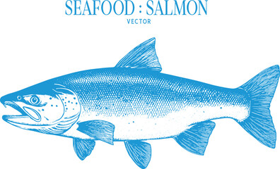 Obraz premium Vintage style detailed seafood illustration, hand-drawn etching style, antique engraving style.