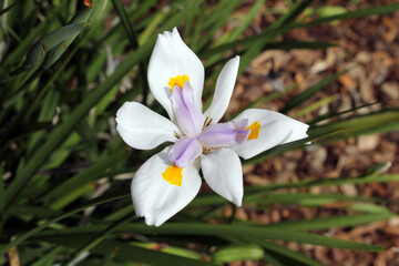 Wild iris (Dietes grandiflora) flower on a plant in a garden