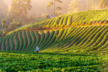 Fototapeta premium Strawberry Plantation agriculture terrace on the mountain at sunrise in Chiang mai Thailand.
