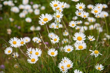 Fototapeta premium Alpine meadow in the mountains, The Dolomites, Italy