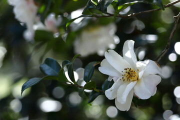 厳冬に凛と咲く