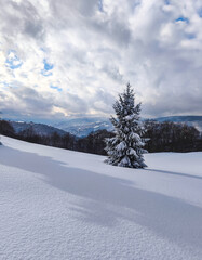 beautiful snow-covered Christmas tree among untouched fresh snow on a mountain slope
