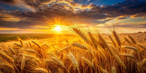 Long Exposure Photo of Ancient Wheat Field at Sunset - Biblical Story Inspiration