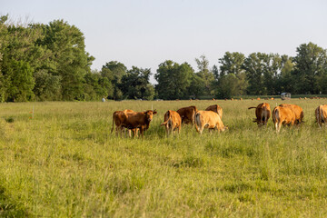 A herd of brown cattle grazing in a lush green field under soft sunlight.