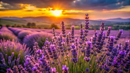 Fototapeta premium Macro Lavender Blossoms in Rolling Hills - Purple Flower Field Photography