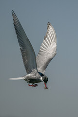 A whiskered tern landing on a branch with a fish in its beak