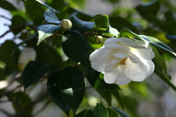 厳冬に凛と咲く