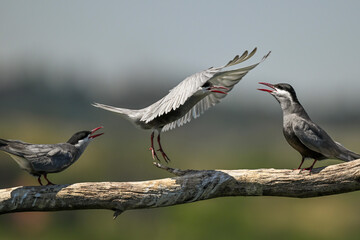 A whiskered tern landing on a branch