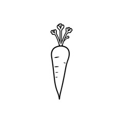 Carrot Line Illustration. Vector Design
