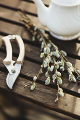 fluffy willow (salix) buds in spring garden with tea pot and secateurs. Seasonal spring garden work and decor