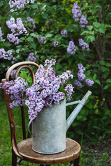 bouquet of syringa vulgaris (lilac) in vintage watering can in spring garden