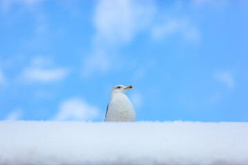 Istanbul City's Iconic Buildings and Vehicles and Winter Season City View Photo, Eminönü Fatih, Istanbul Turkiye (Turkey)