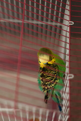 A close-up shot of a budgie, a small parrot, meticulously preening its vibrant green and yellow...