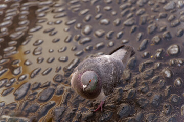 Obraz premium dove on a floor of stone and water with reflections of the sun