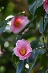 厳冬に凛と咲く