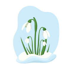Spring flowers or snowdrop buds on blue background. Wild spring blooming flowers. Flat vector illustration