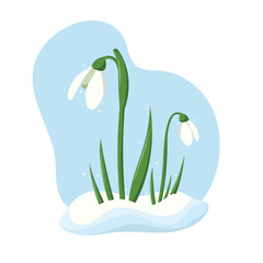 Spring flowers or snowdrop buds on blue background. Wild spring blooming flowers. Flat vector illustration