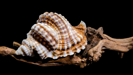 Distorsio Anus Shell on on driftwood macro black background