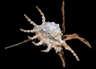 Scorpion Conch Shell on Wood black background