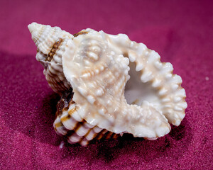 Distorsio Anus Shell on a red sand