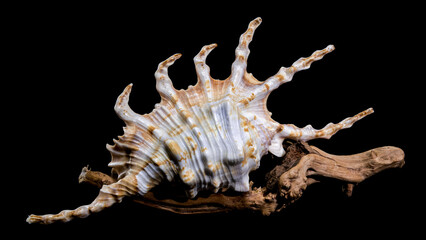 Scorpion Conch Shell on Wood black background