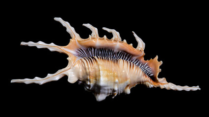 Scorpion Conch Shell on Black Background