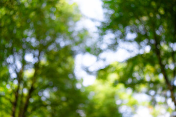 Green nature background. Summer spring background. Blurred green leaves background. Tree branch bokeh background. Leaf backdrop.