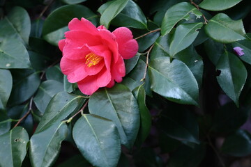 厳冬に凛と咲く