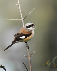 Obraz premium Long tailed Shrike