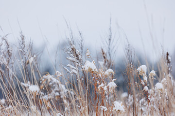 雪が積もった植物