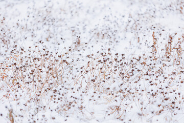 雪が積もった植物