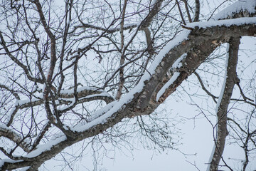 北海道の冬の木々