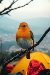 A vibrant orange-breasted bird perched on a twig, with camping gear and a mountainous landscape in the background.