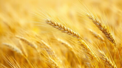 Fototapeta premium Close-up of wheat heads ready for harvest, swaying in a gentle breeze in a golden field