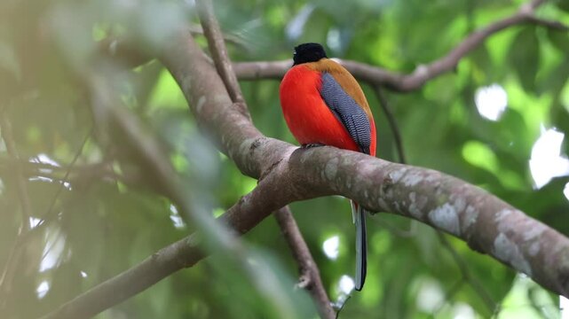 Nature wildlife image of Scarlet-rumped trogon (Harpactes duvaucelii) perching on tree branches