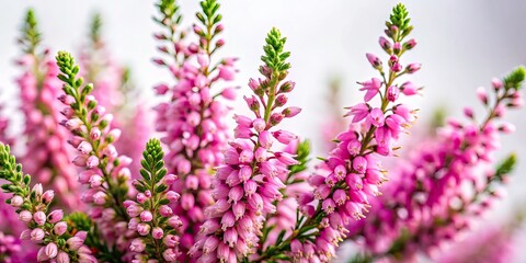 Pink Heather Calluna Vulgaris Flowers, Closeup Macro Photography, Isolated White Background, Botanical Illustration, Urban Exploration Photography