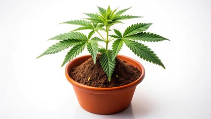 Obraz premium Potted Cannabis Plant, White Background, Marijuana Photography, Cannabis Stock Photo, Weed Plant Image