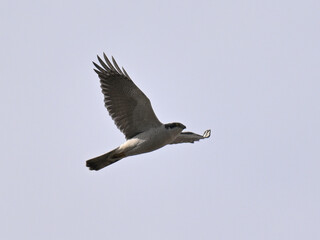 オオタカ Goshawk