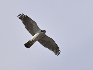 オオタカ Goshawk