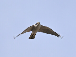 オオタカ Goshawk