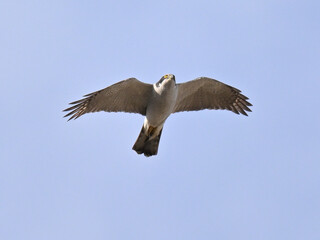 オオタカ Goshawk