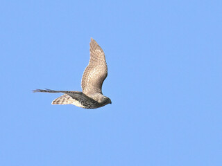 オオタカ Goshawk