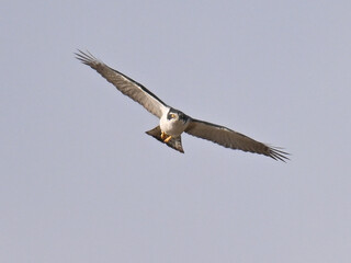 Fototapeta premium オオタカ Goshawk