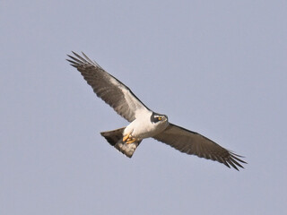 オオタカ Goshawk