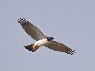 オオタカ Goshawk